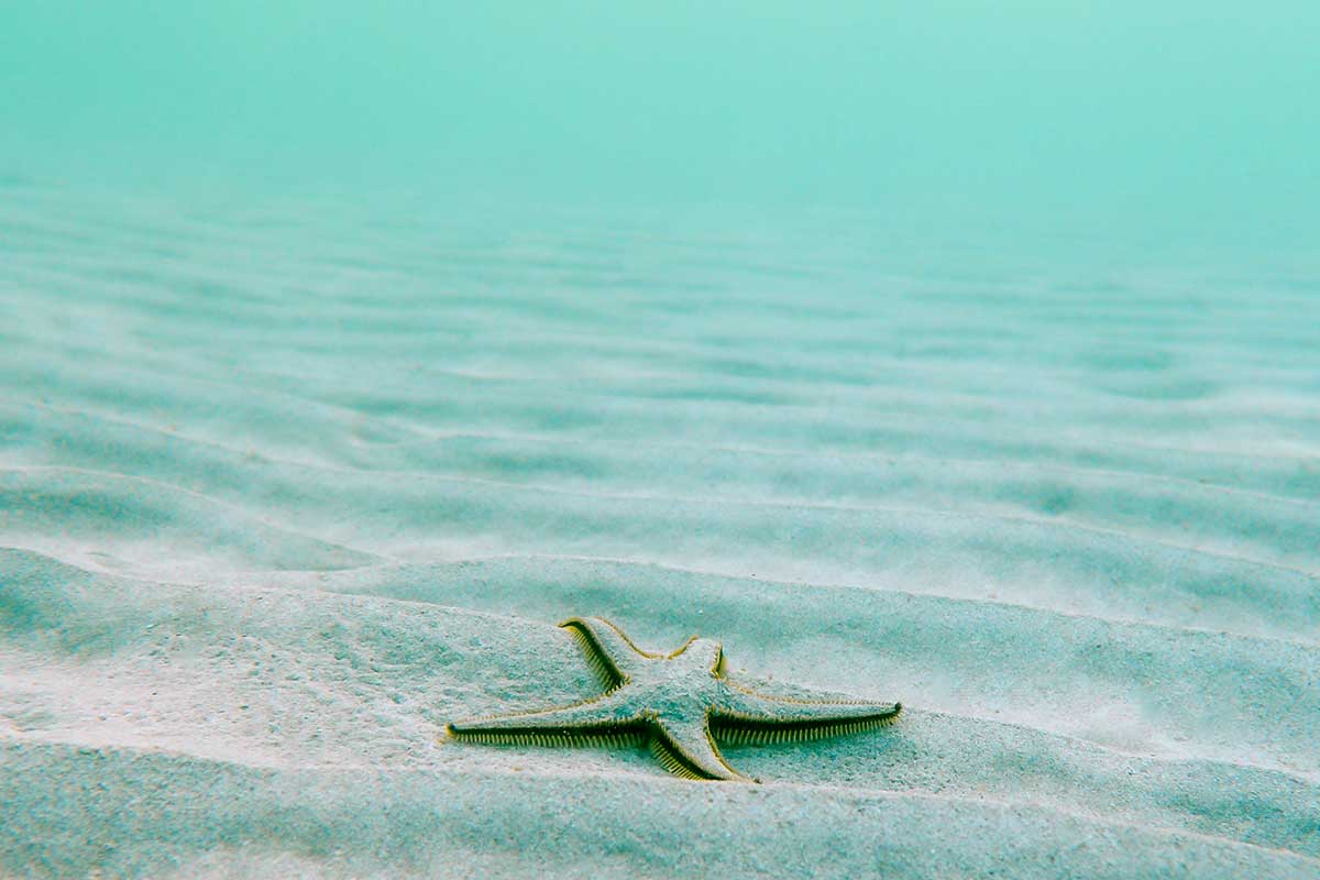 Imágen fondo del mar con estrella de mar