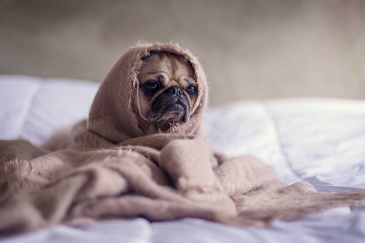 Imagen de perro tapado con una manta
